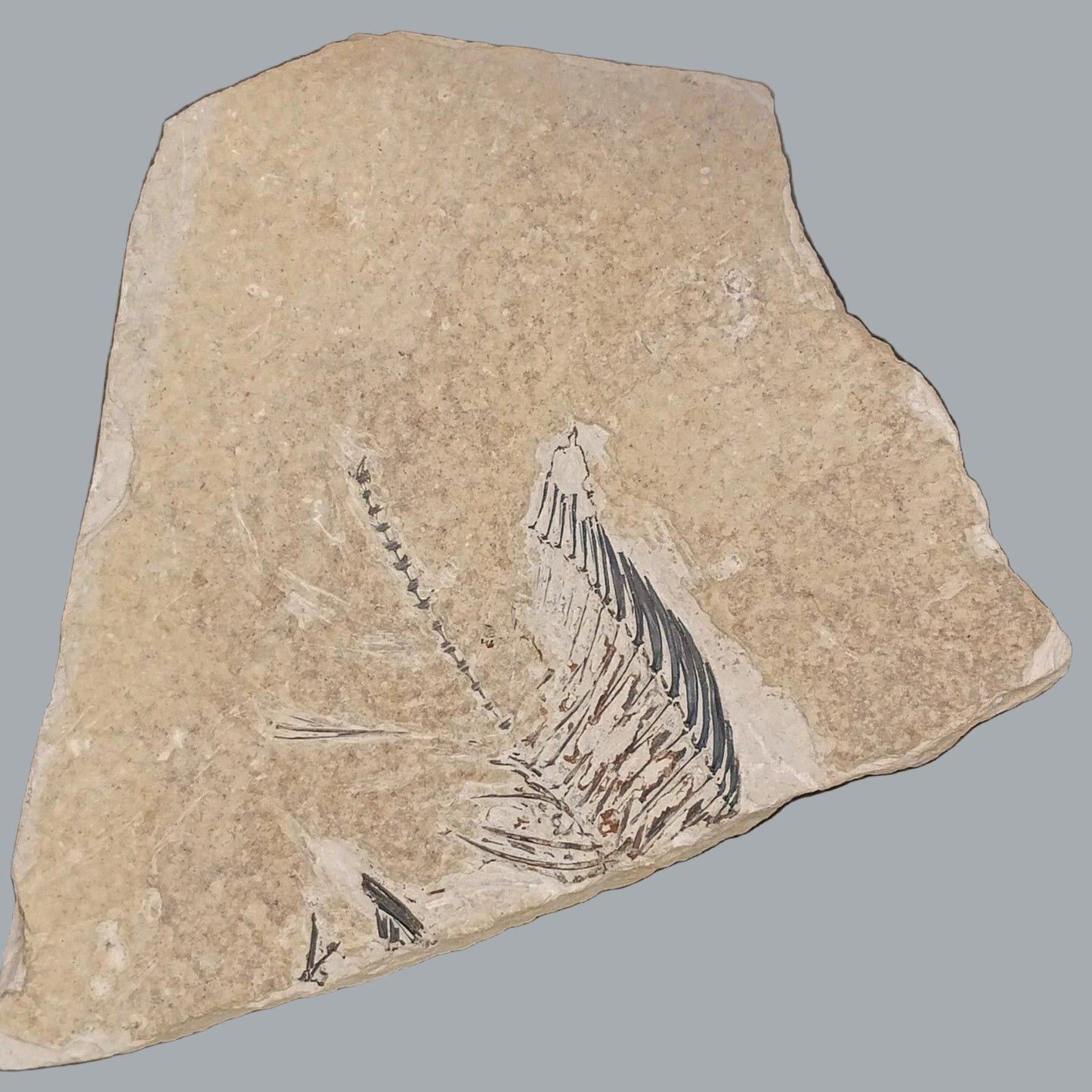 Eocene Green River Knightia Fossil Fish 2.5x3 on 4.5x6 Limestone