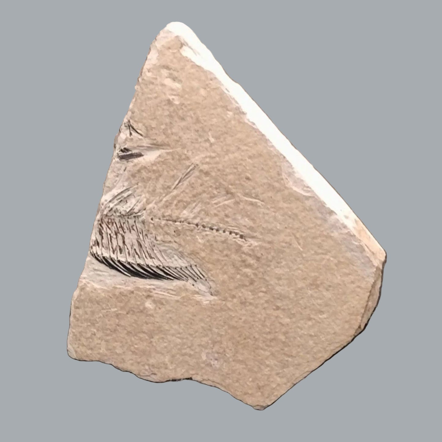 Eocene Green River Knightia Fossil Fish 2.5x3 on 4.5x6 Limestone