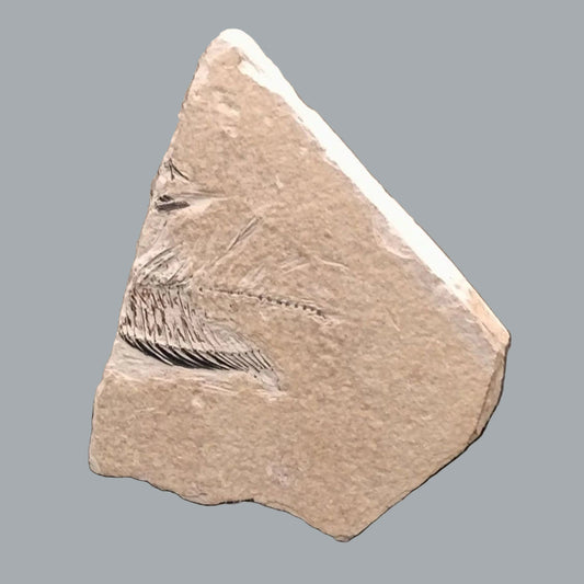 Eocene Green River Knightia Fossil Fish 2.5x3 on 4.5x6 Limestone