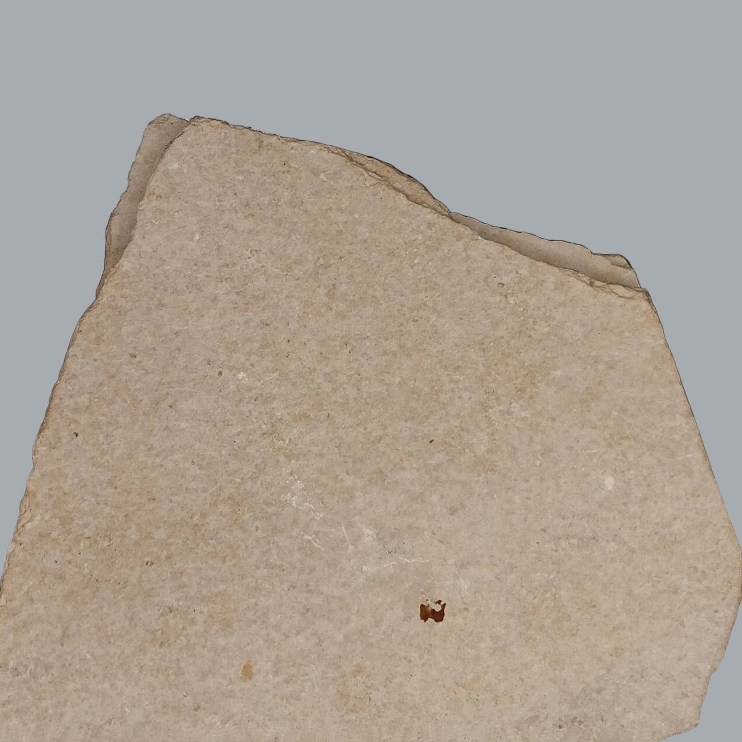 Eocene Green River Knightia Fossil Fish 2.5x3 on 4.5x6 Limestone