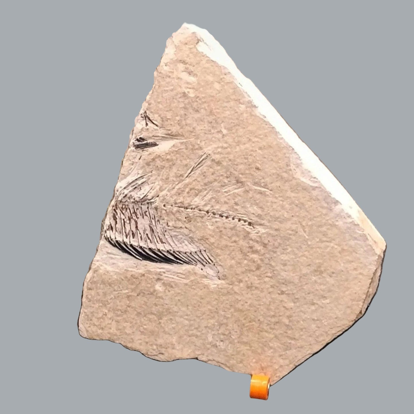 Eocene Green River Knightia Fossil Fish 2.5x3 on 4.5x6 Limestone