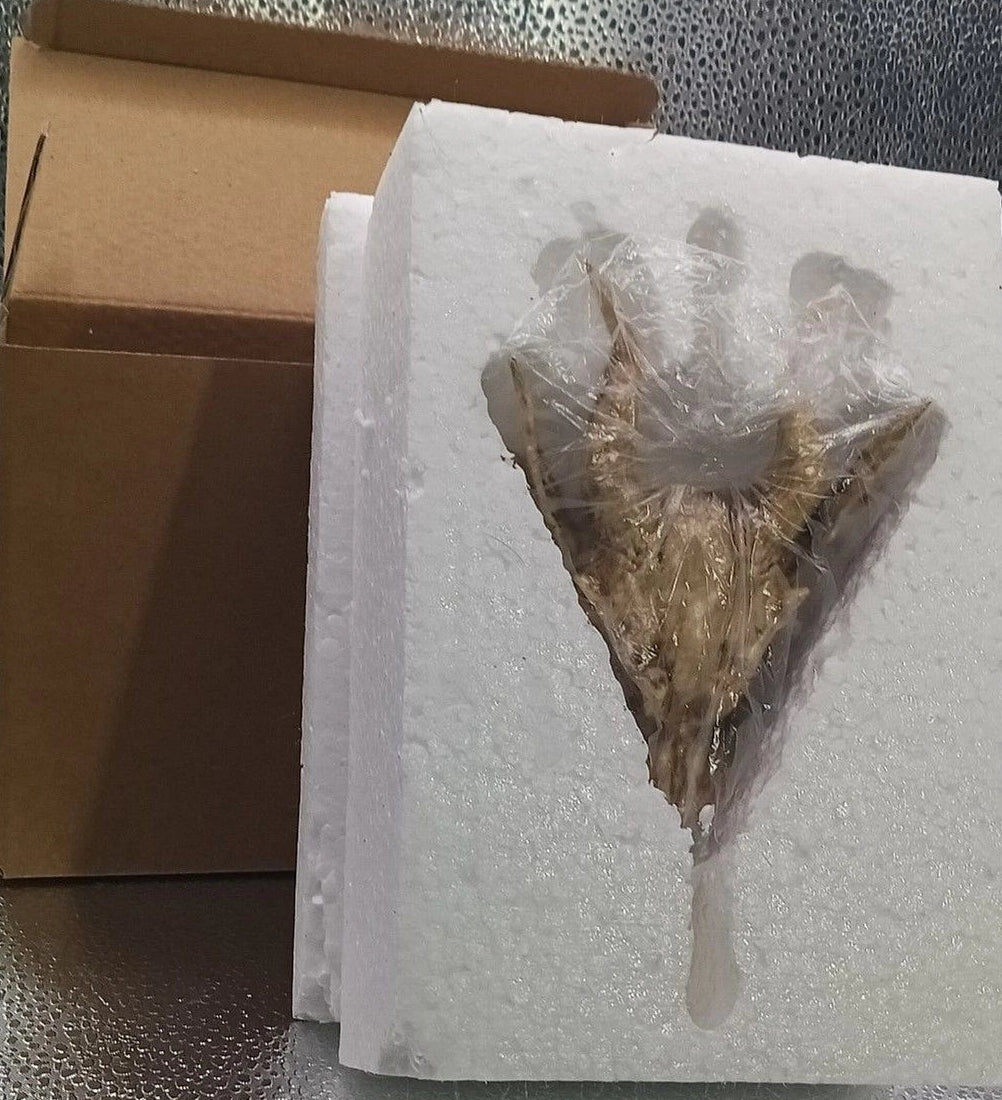 Viking Skull Hairpin Gothic Punk Resin Accessory 5x3.5 – Ren Faire Cosplay